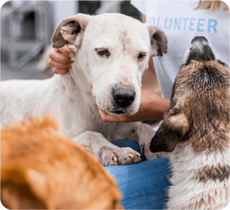 Фонд помощи бездомным животным